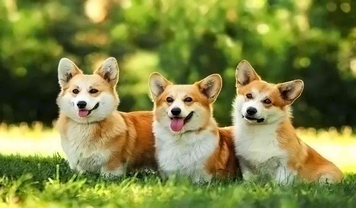 攻击网站的方法