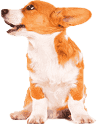 【免root】便捷的网站攻击工具手机版